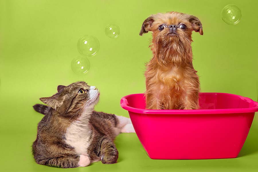 dog and cat cao gato dogat elimina odores pet washer