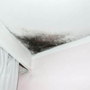 ANTIMOFO | Remove manchas de mofo 6 Kg (1 unidade) Freshzone 37